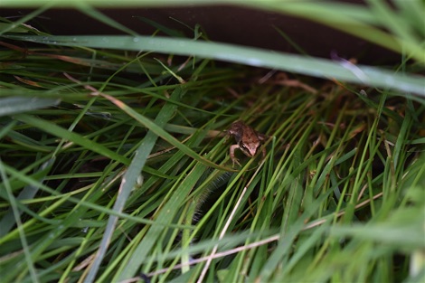 Baby frog in long grass